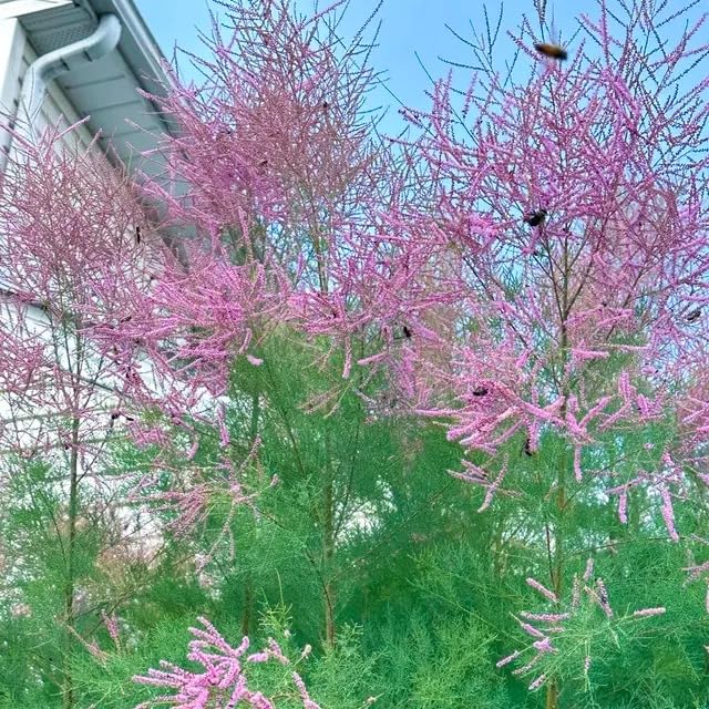 Organic Heirloom Pink Tamarix Ramosissima Plant Seeds for Planting – Non-GMO Ornamental Shrubs