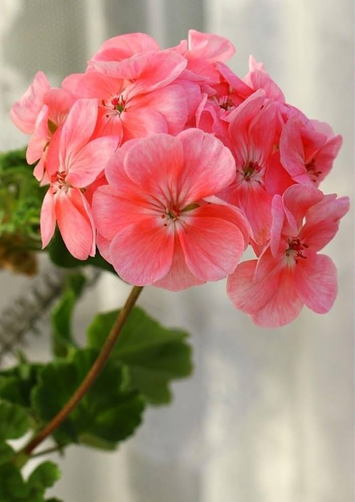 saturn deep flower seeds