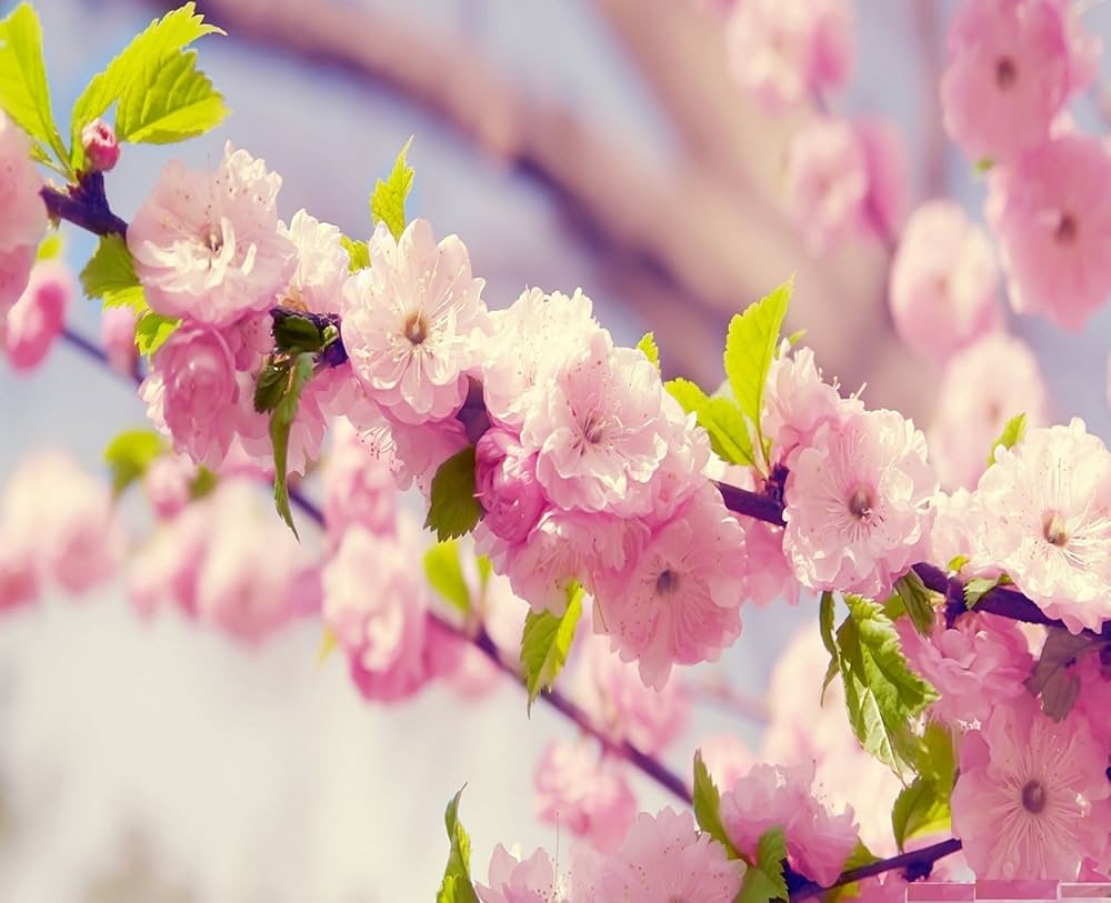 cherry blossom flower seeds