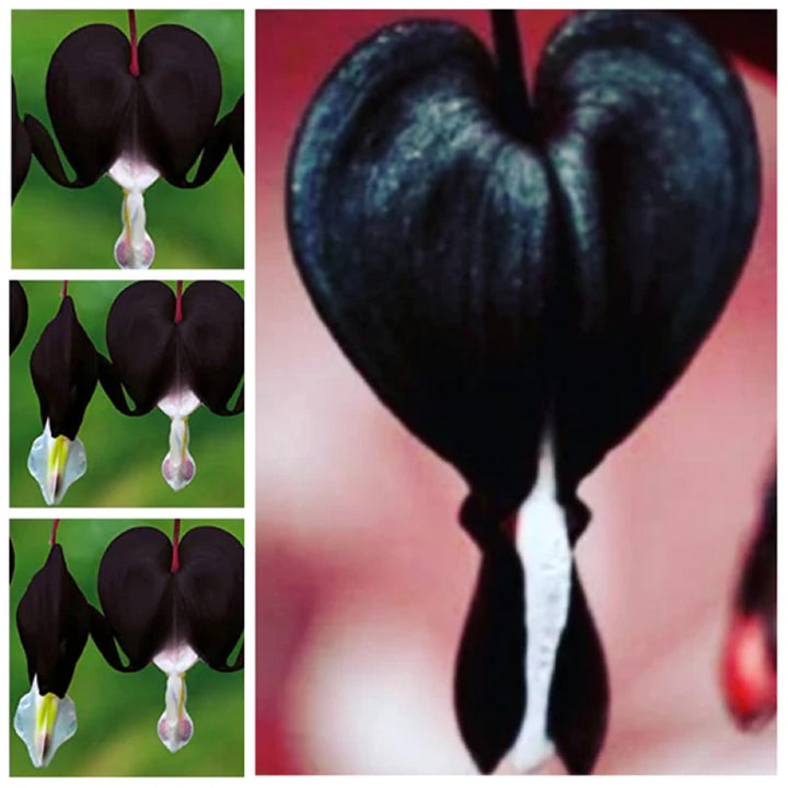 Fresh Heart Flower Seeds for Planting, Dark Brown 100 pcs