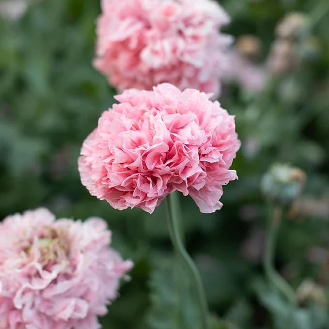 Peony Flower Seed for Planting,Double Pink-100 pcs