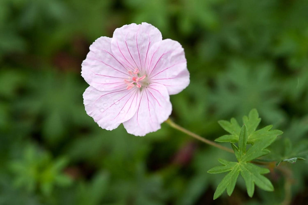 heirloom non flower seeds