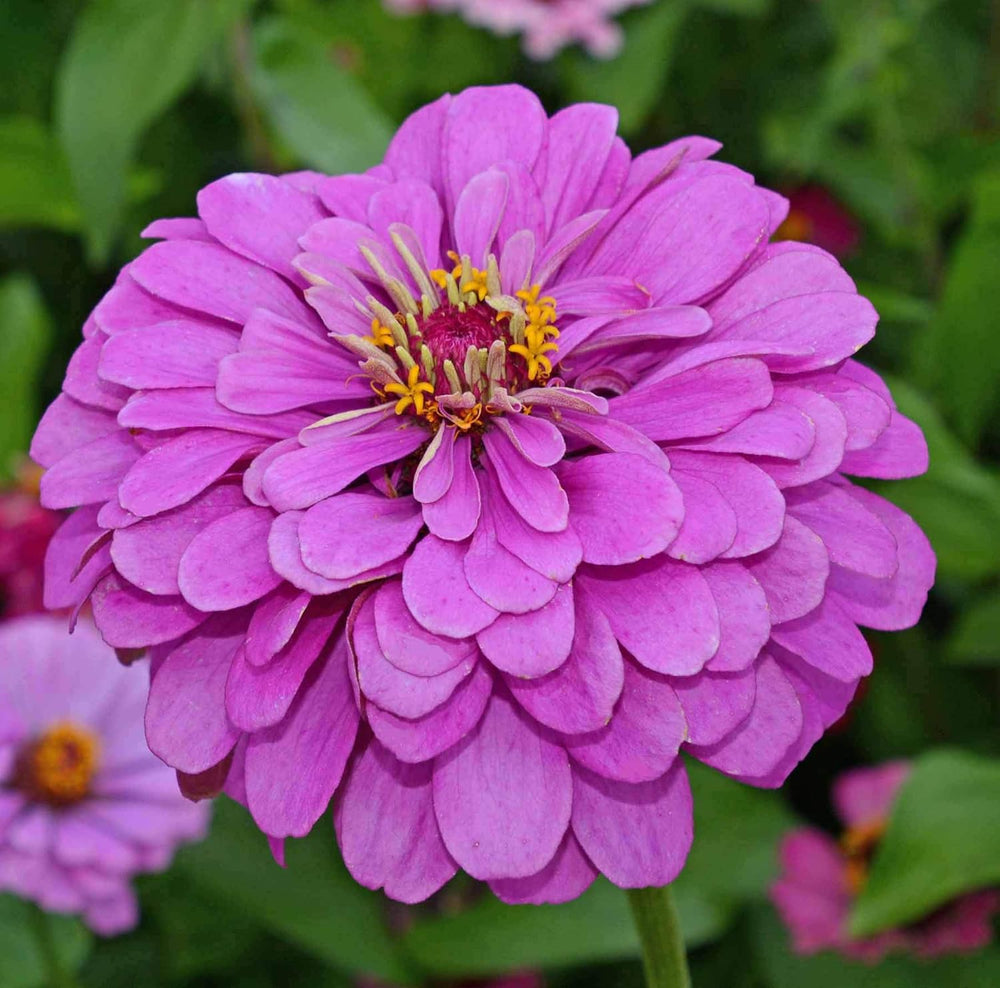 Lavender Zinnia Flower Seeds for Planting