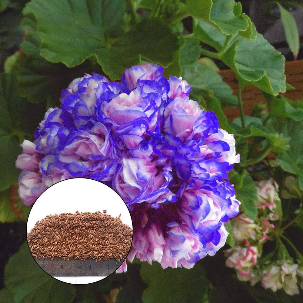 Geranium Flower Seeds for Planting White Blue 100 pcs