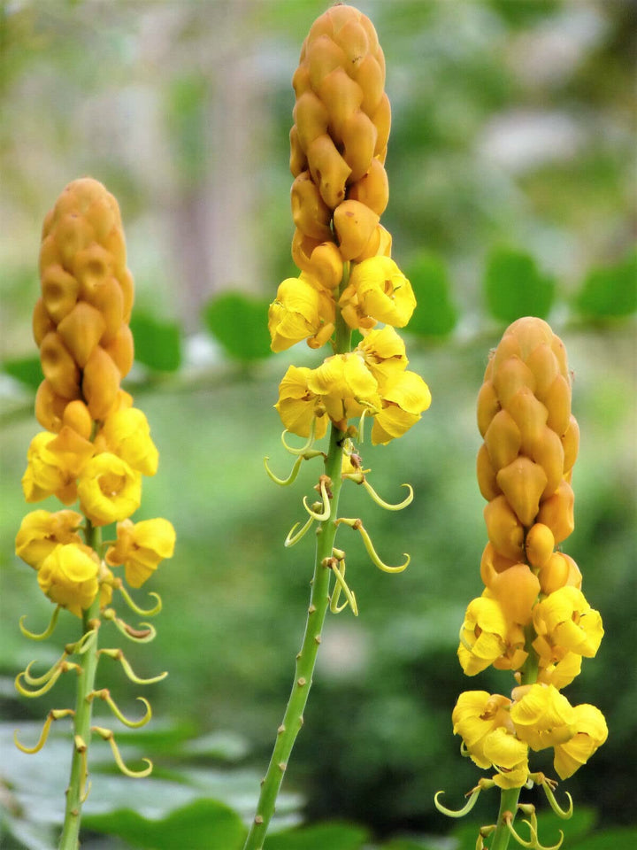 Yellow Cassia Candlestick Plant Seeds for Planting - 100 pcs