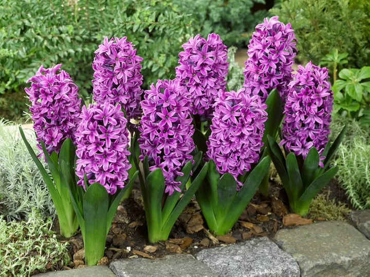 Hyacinth Purple Flower Seeds for Planting - 100 pcs