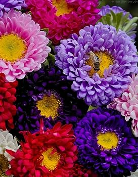 Aster Matsumoto Flower Seeds for Planting – Heirloom & Non-GMO Annual Cut Flower Variety