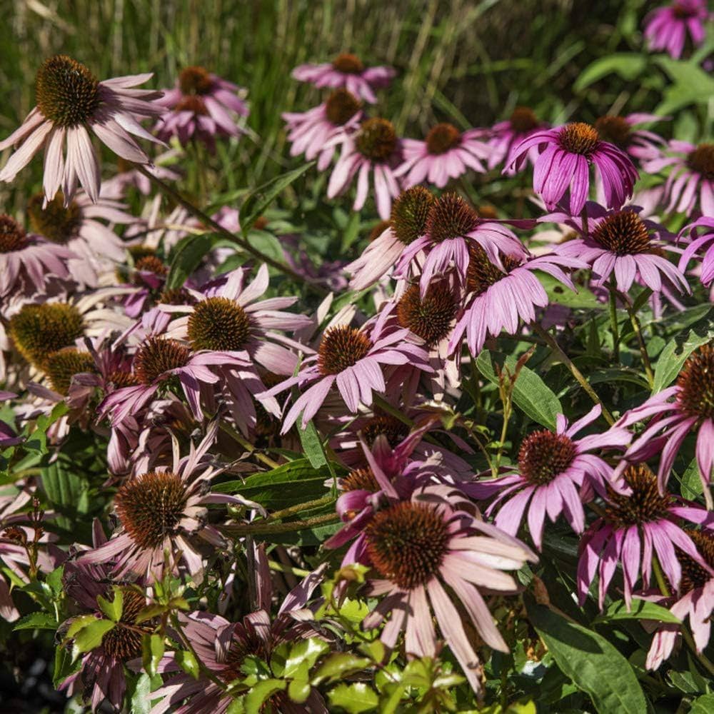 purple coneflower flower seeds