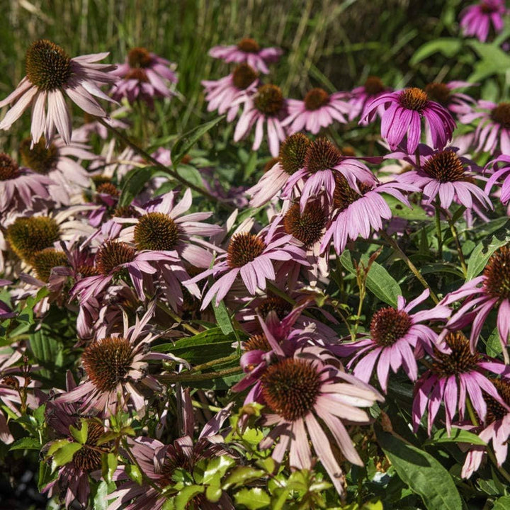 Purple Coneflower Planting Echinacea Purpurea Drought Tolerant Flower Seeds Home Garden