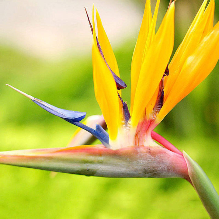 Gul Strelitzia Reginae Plantefrø til udplantning 100 stk