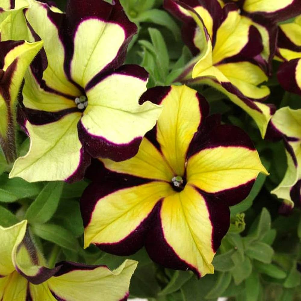 Chocolate Petunia Flower Seeds for Planting - Heirloom, NON-GMO Garden Seeds - Rare & Unique Blooms