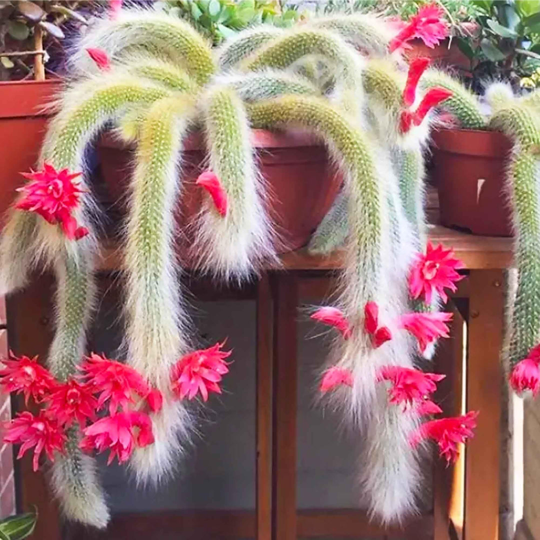 Cleistocactus Colademononis Blomsterplantning Frø til Have 100 stk