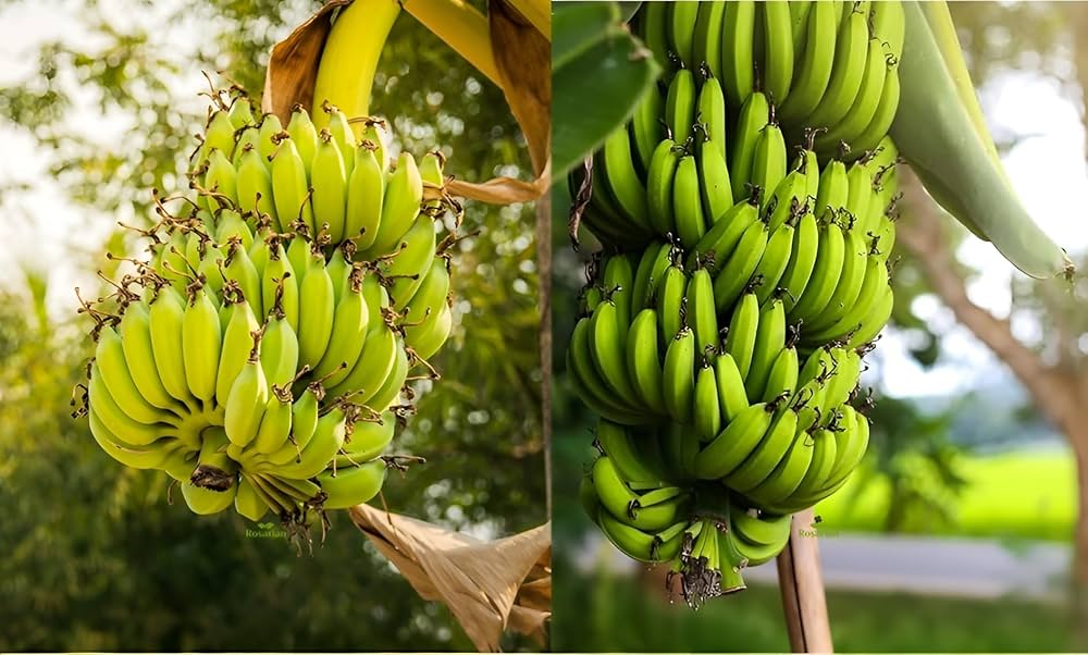 Cavendish Banana Fruit Seeds – Green Tropical Variety for Garden Planting