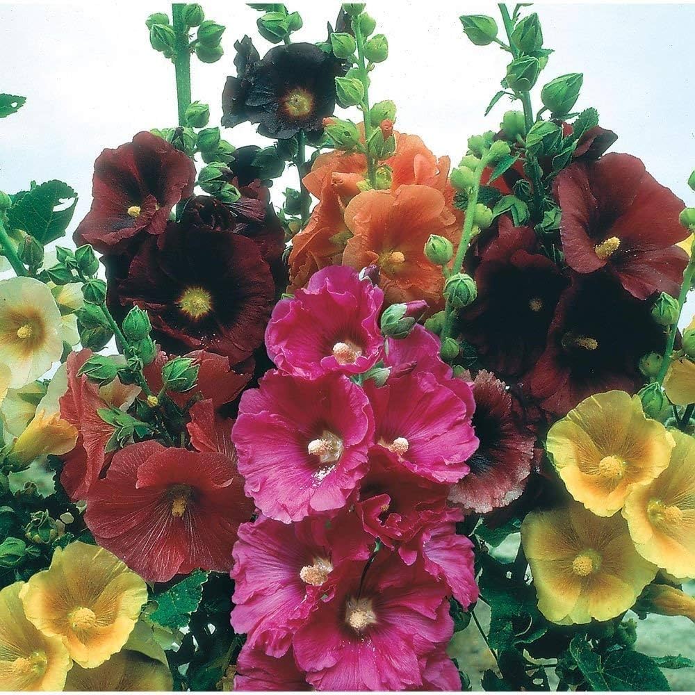 hollyhock for flower seeds