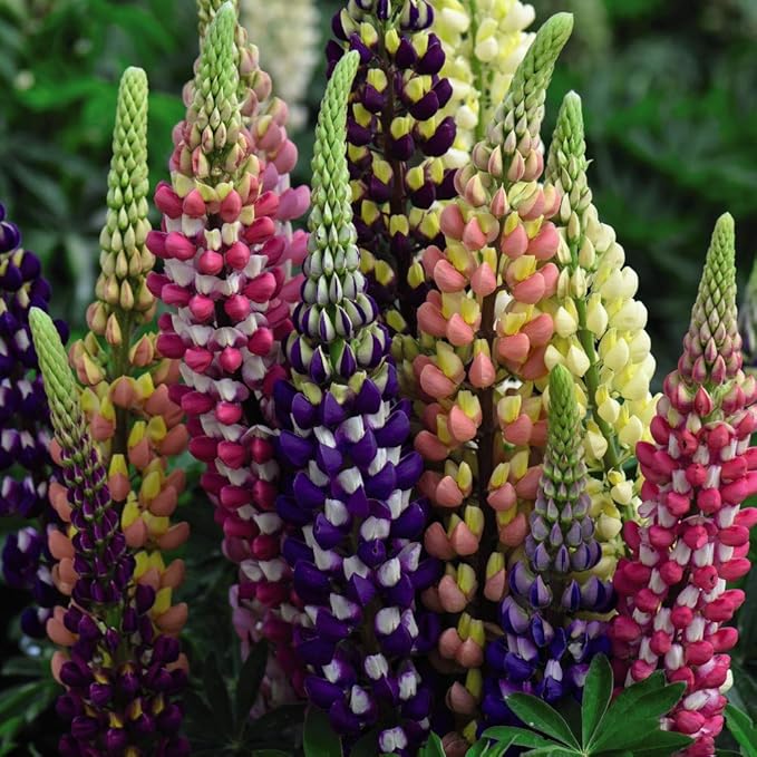 Organic Heirloom Non-GMO Mixed Tutti Frutti Lupine Seeds for Planting – Colorful Blooms, Heirloom Seeds