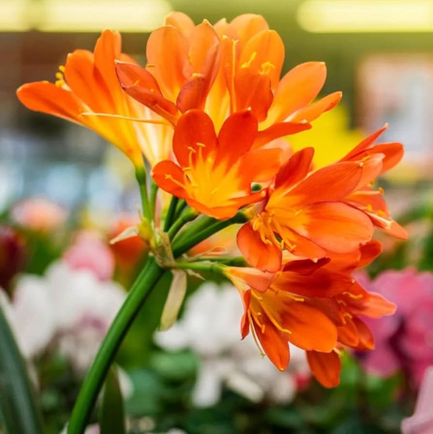kaffir lily flower seeds
