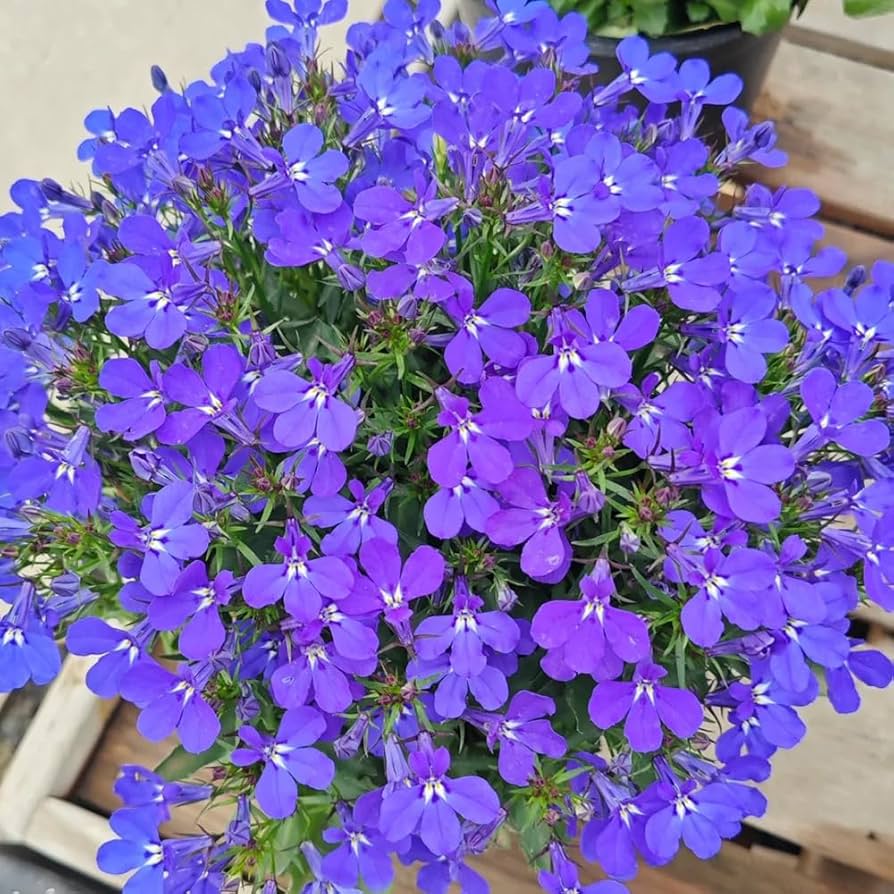 blue lobelia flower seeds