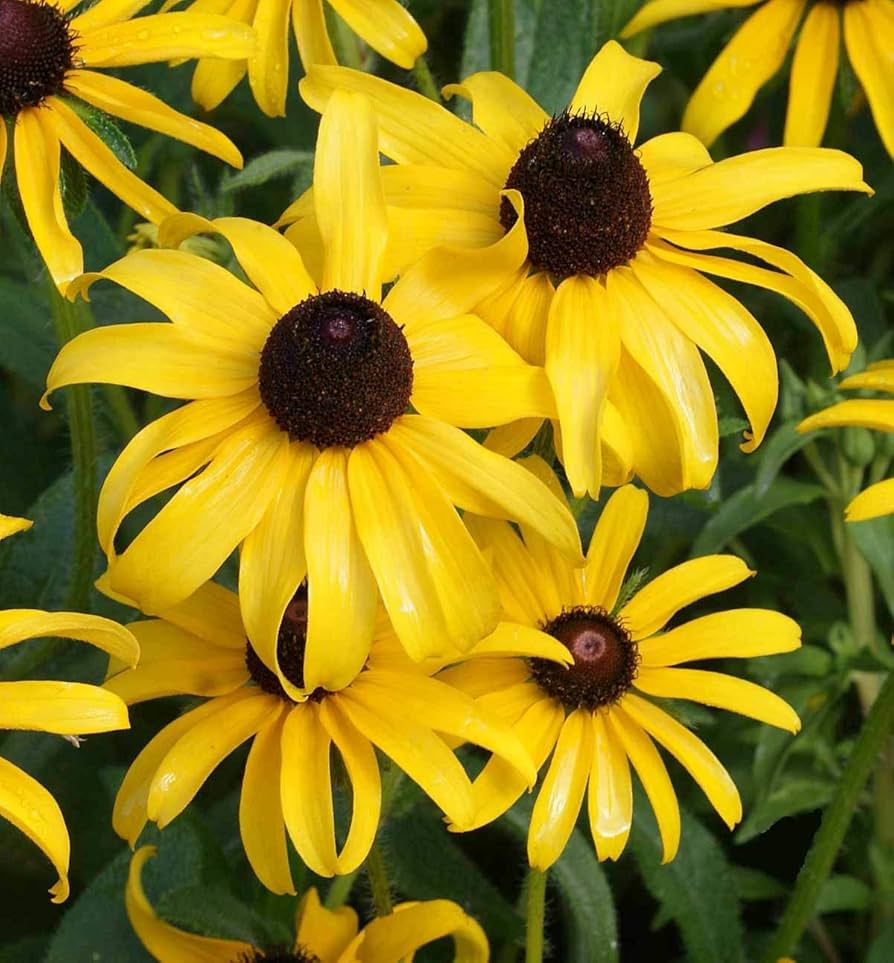 black eyed flower seeds