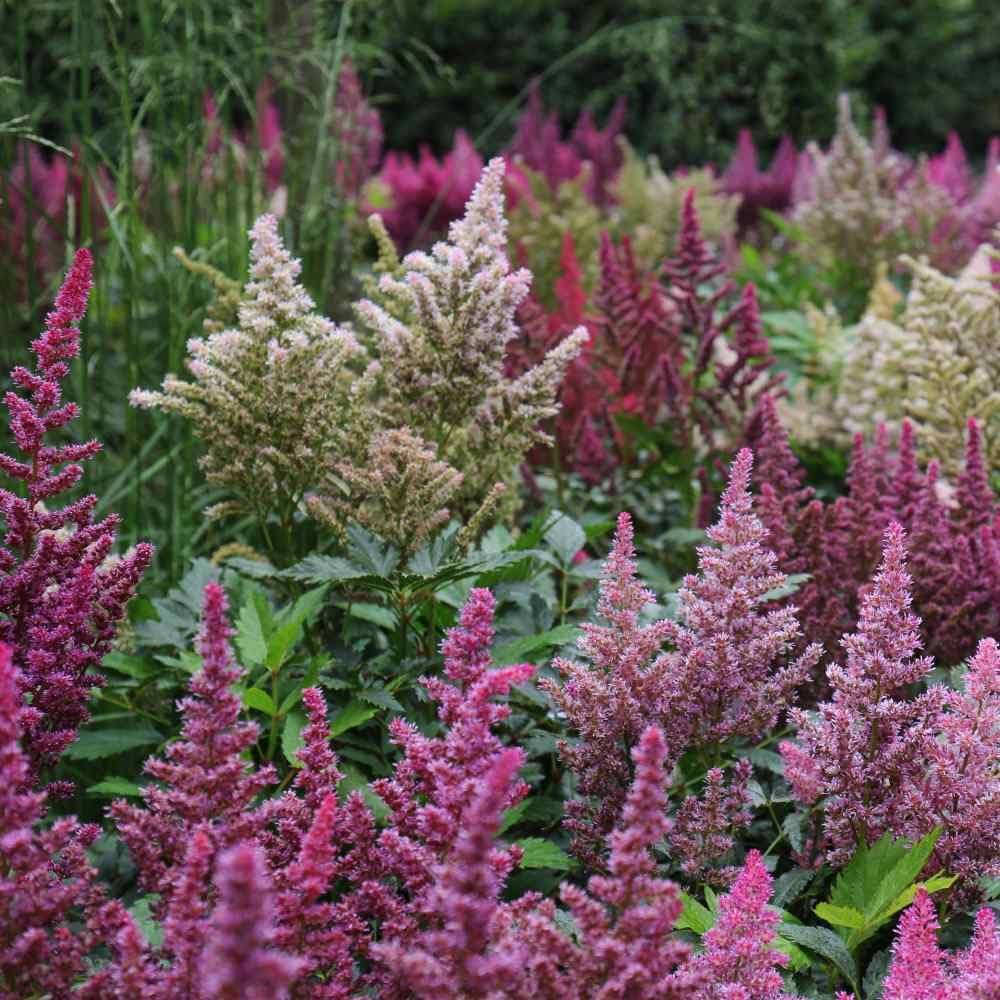 Astilbe Flower Seeds for Planting, Mixed Colors, 100 pcs