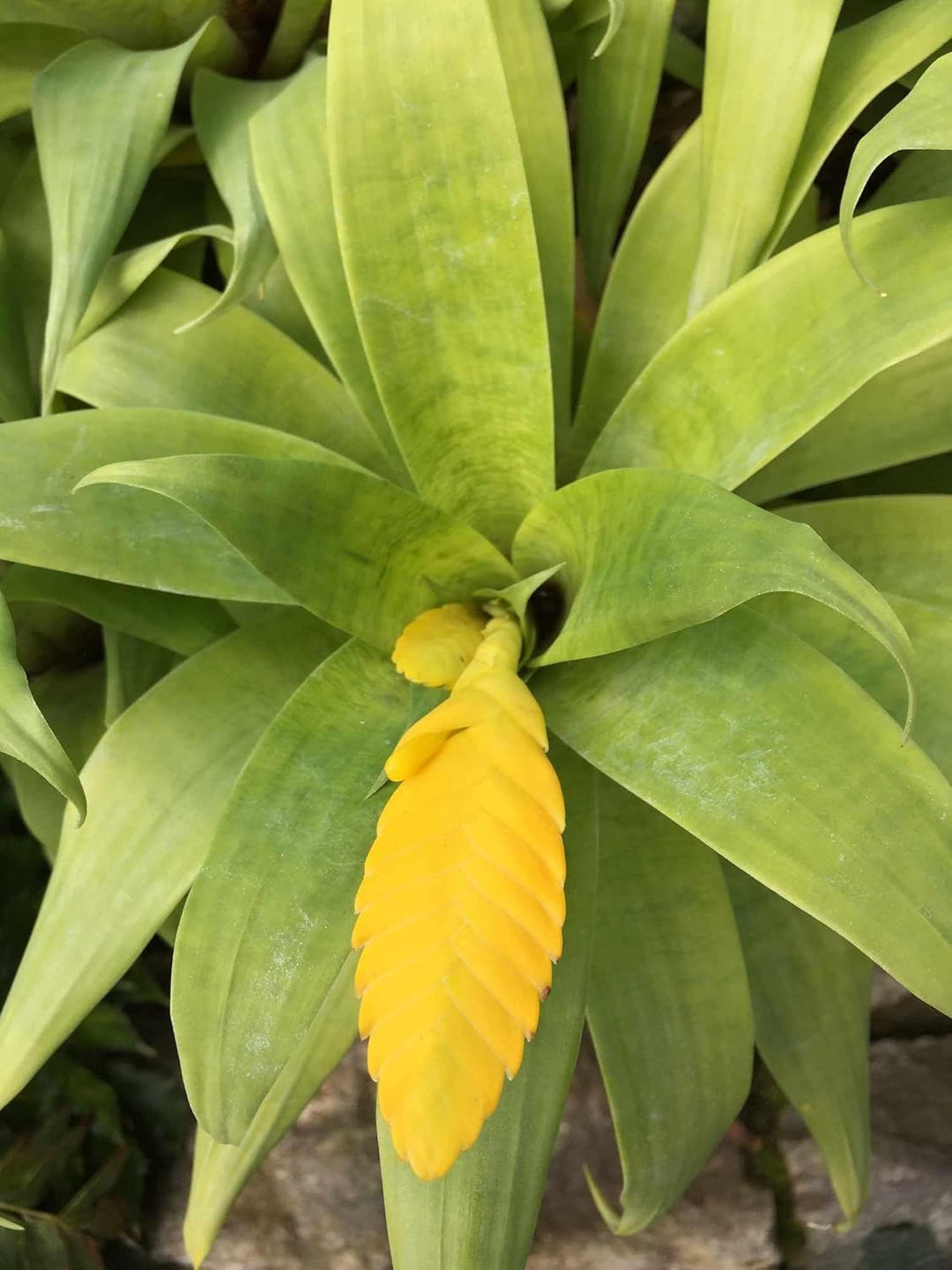 Flower Seeds, Seeds for Planting, Plant Seeds