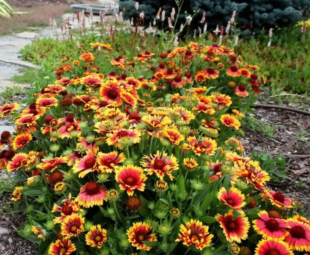 goblin blanketflower flower seeds