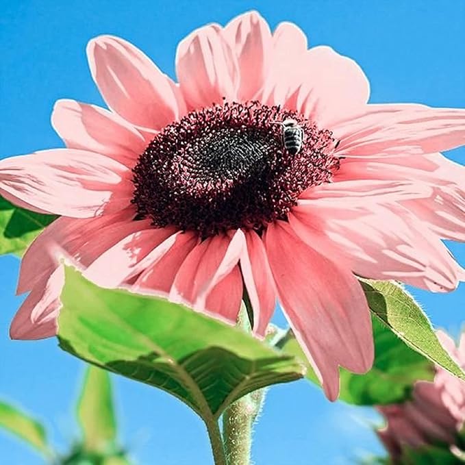 Heirloom Non-GMO Sunflower Flower Seeds for Planting – Bright Pollinator-Friendly Garden Blooms