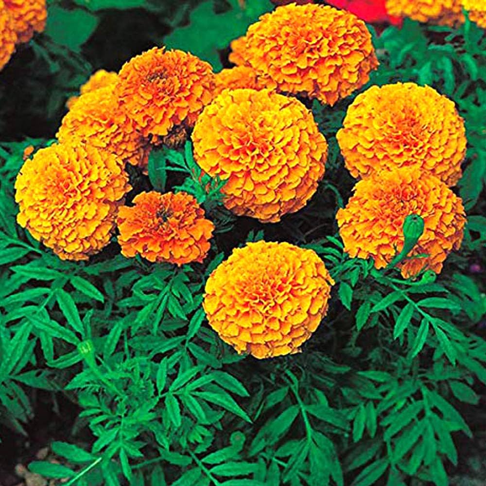 orange african flower seeds