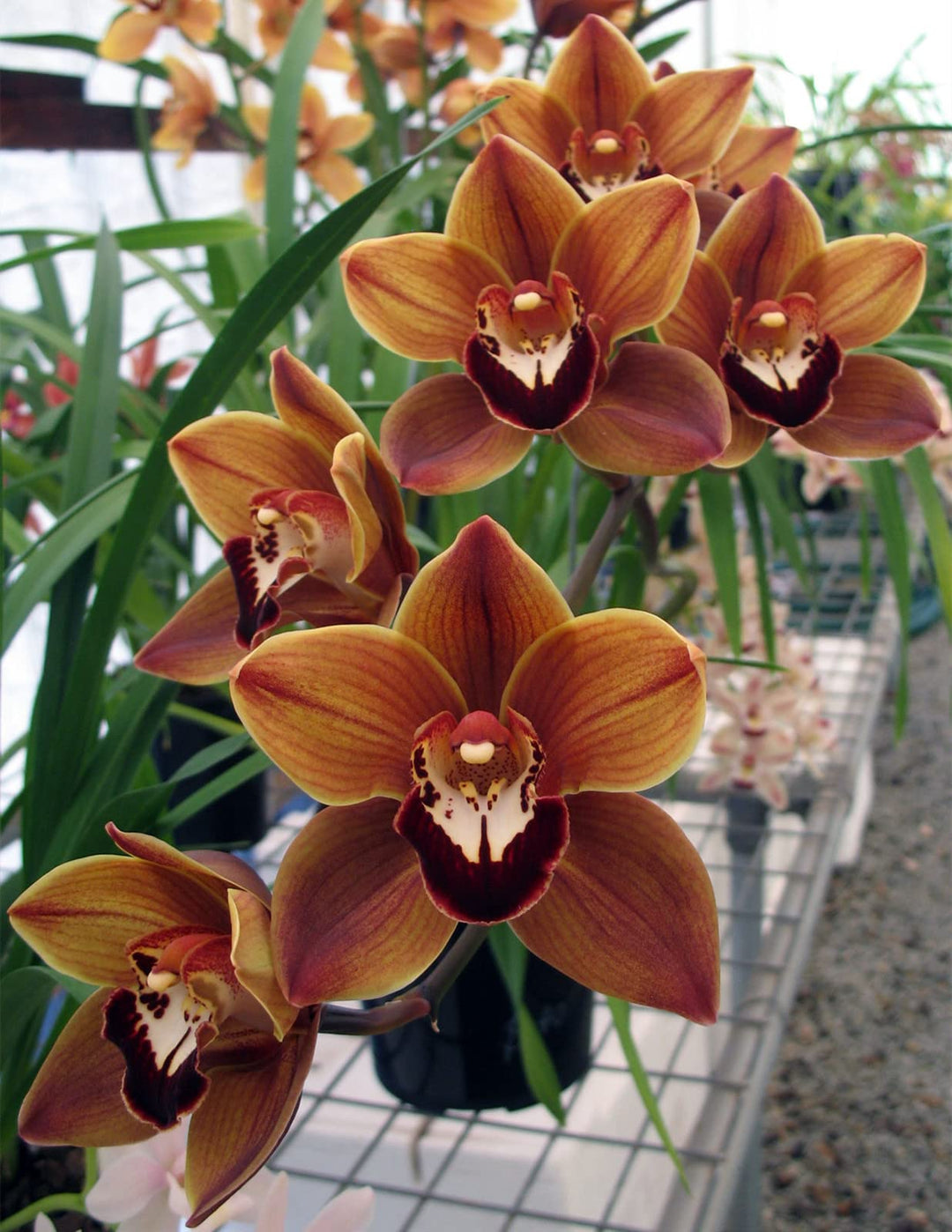 Brune Phalaenopsis Orkidé Blomsterfrø - 100 stk