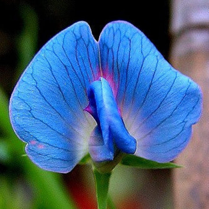 Light Blue Sweet Pea Light Blue Sweet Pea Flower Seeds for Planting – Heirloom Non-GMO Organic Garden Seeds, High Germinationlower Seeds – Heirloom Non-GMO Seeds for Planting