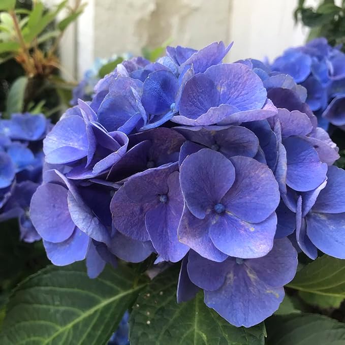 Blue Climbing Geranium Plant Seeds for Planting - 100 pcs