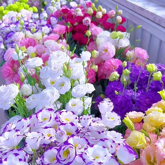 eustoma eustoma flower seeds