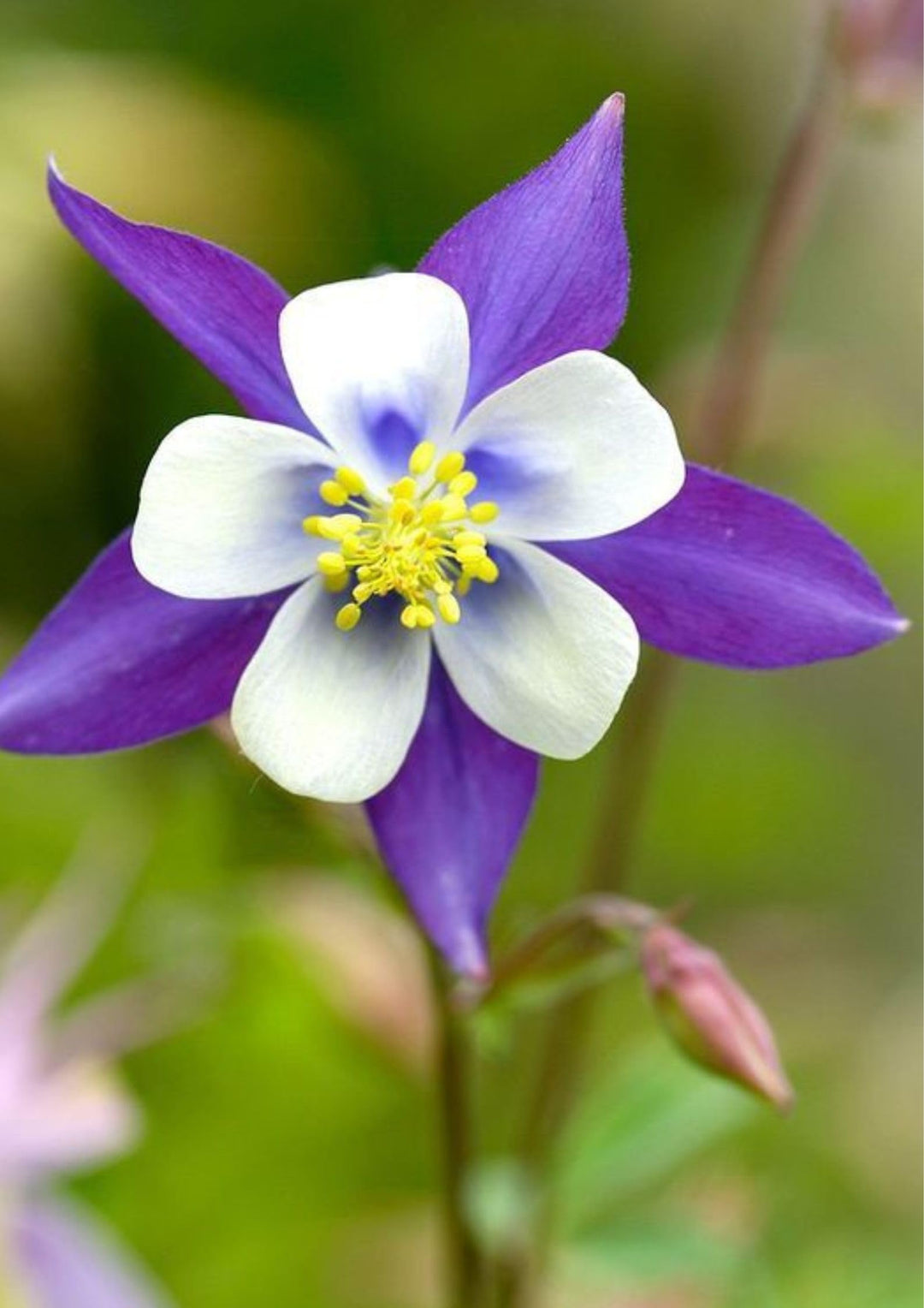 Columbine Flower Seeds for Planting 100 pcs