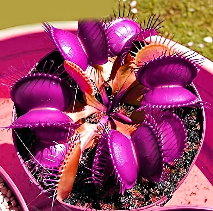 Venus Fly Trap Violet Flower Seeds for Planting - 100 pcs