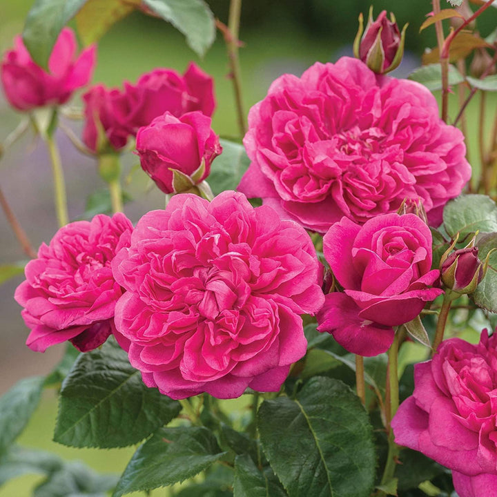 Rød Lys Pink Klatrerose Blomsterfrø til udplantning 100 stk