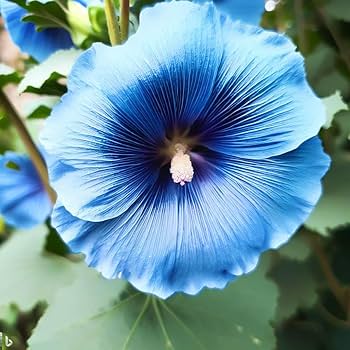 Double Hollyhock Sky Blue Flower Seeds for Planting 100 pcs