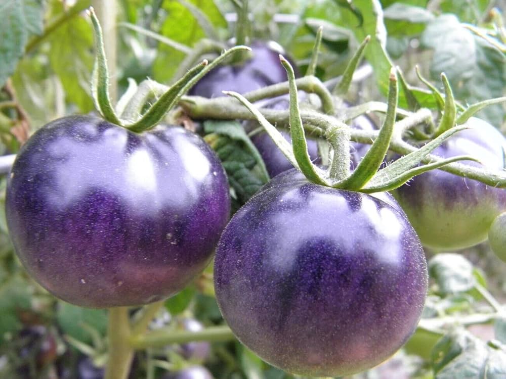 Tomatfrø til plantning Natblå - 100 stk