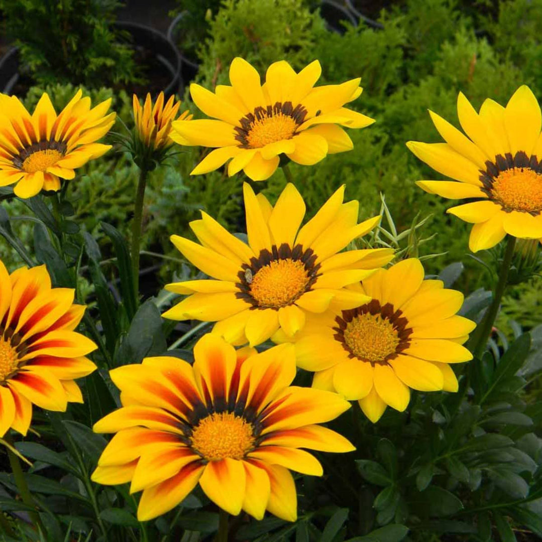 gazania sunflower flower seeds