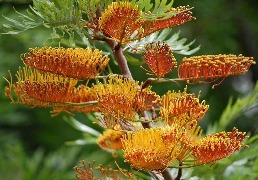 grevillea grevillea flower seeds