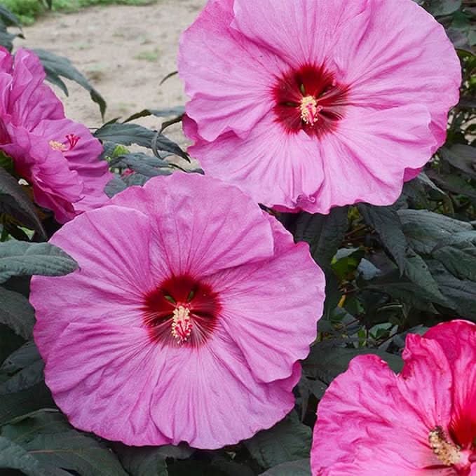 chinese hibiscus flower seeds
