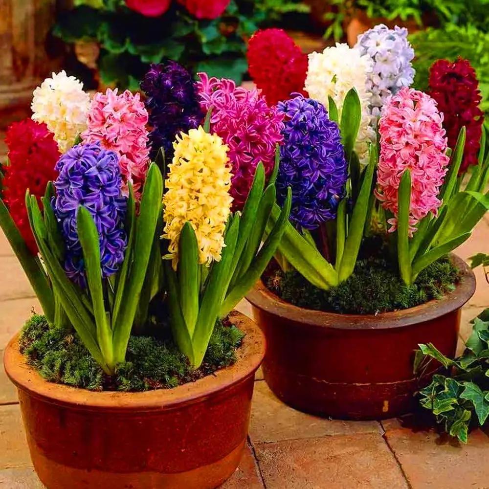 hyacinth flower flower seeds