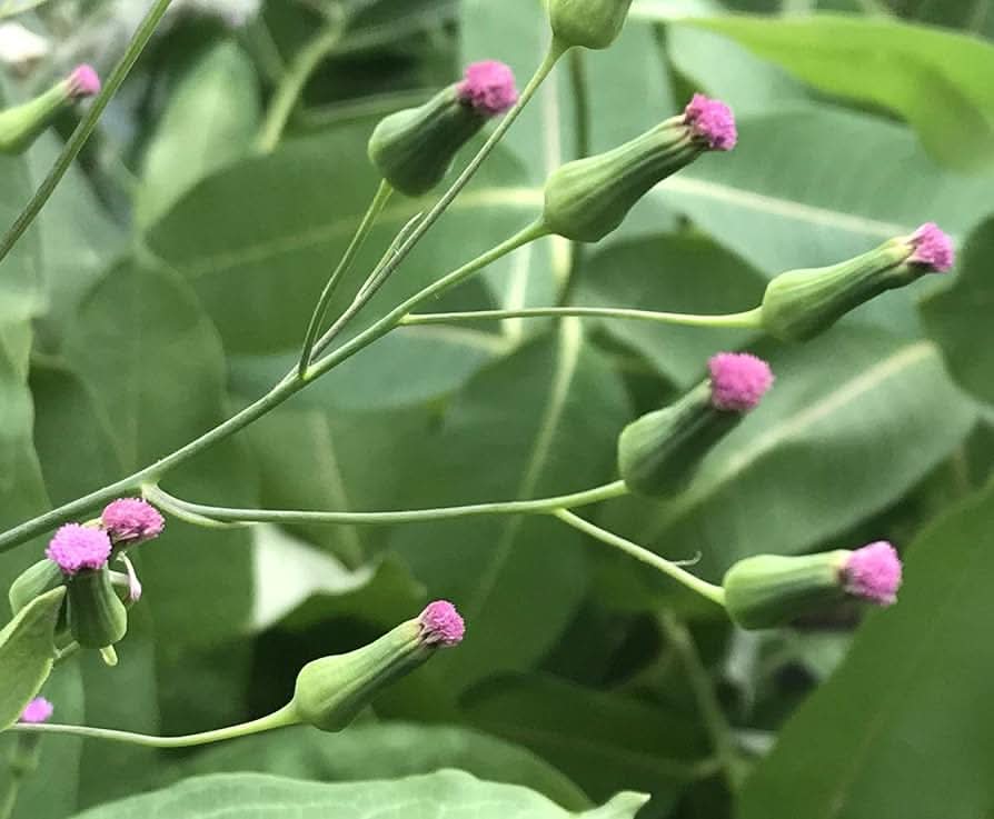 emilia sonchifolia flower seeds