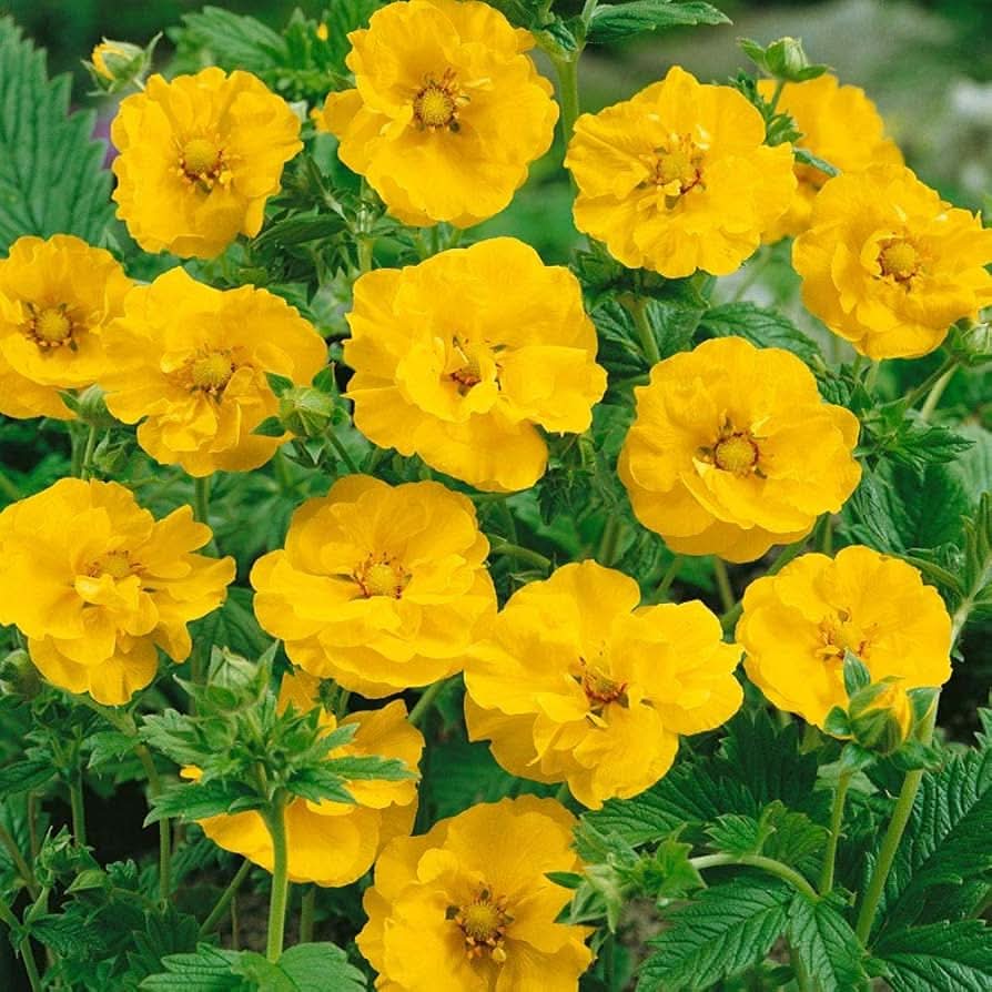 yellow geum flower seeds