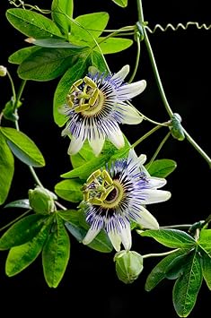 passiflora flower flower seeds