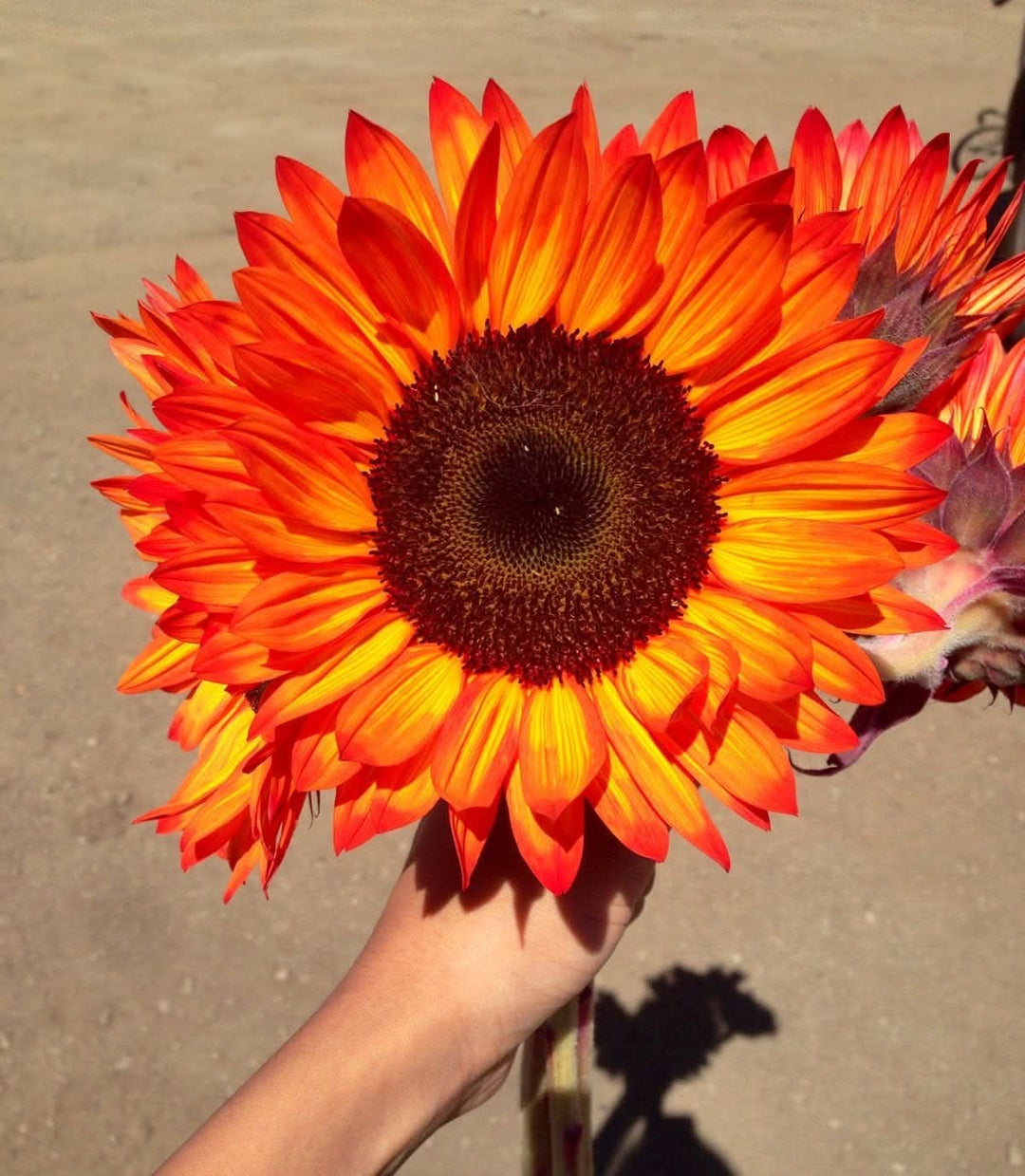 orange sunflower flower seeds