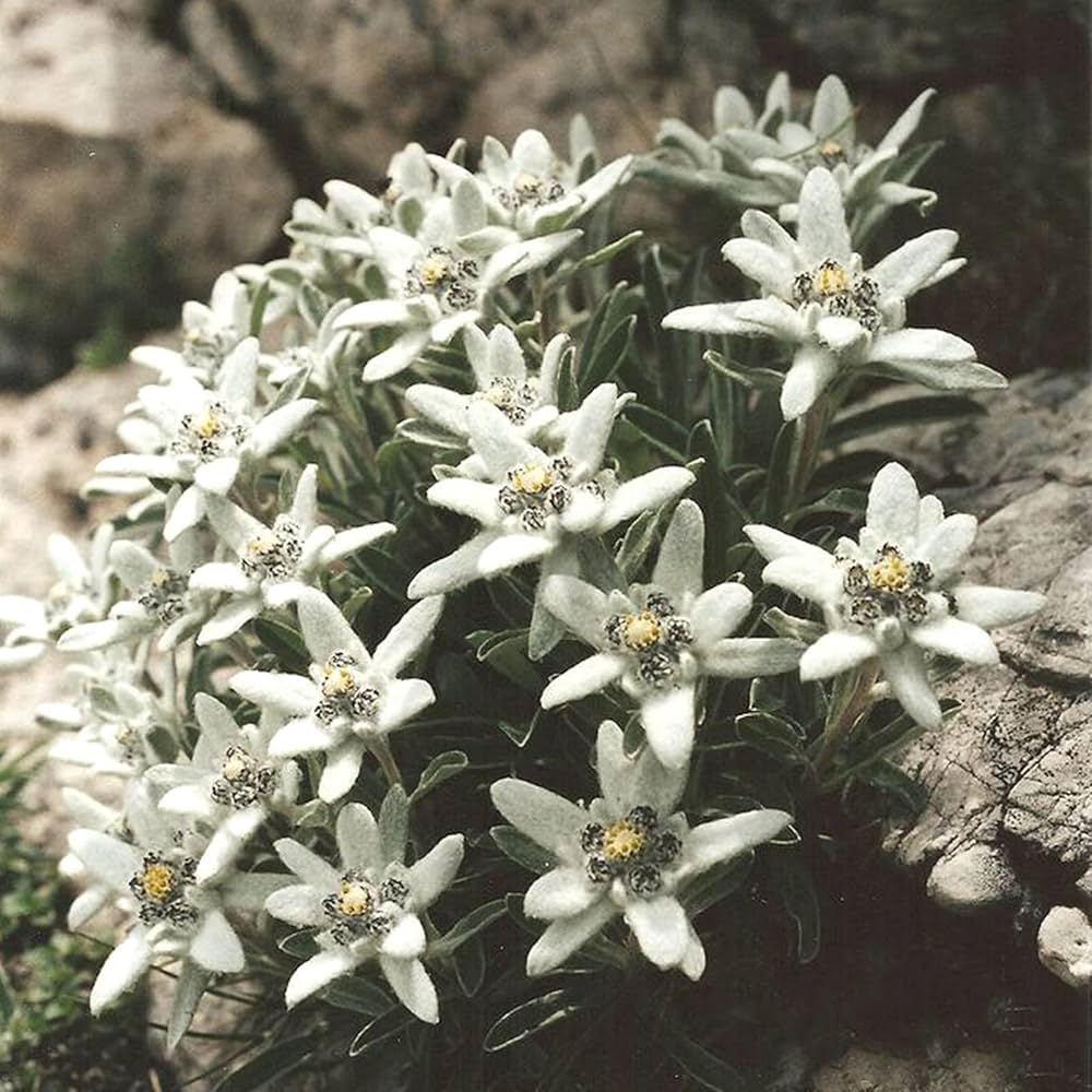 Green White Mountain Flower Seeds for Planting - 100 pcs