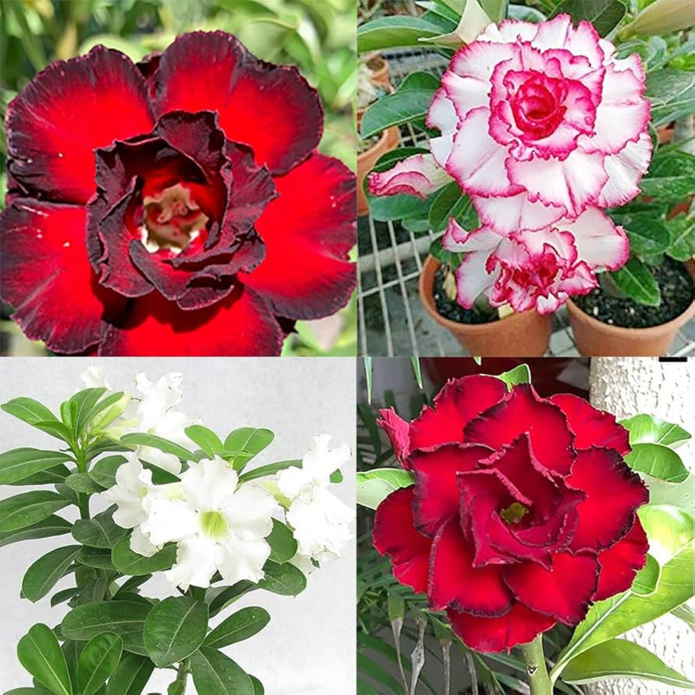 mixed adenium flower seeds