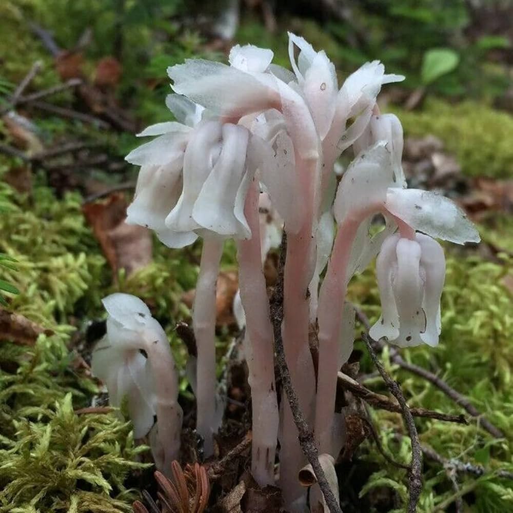 monotropa flower flower seeds