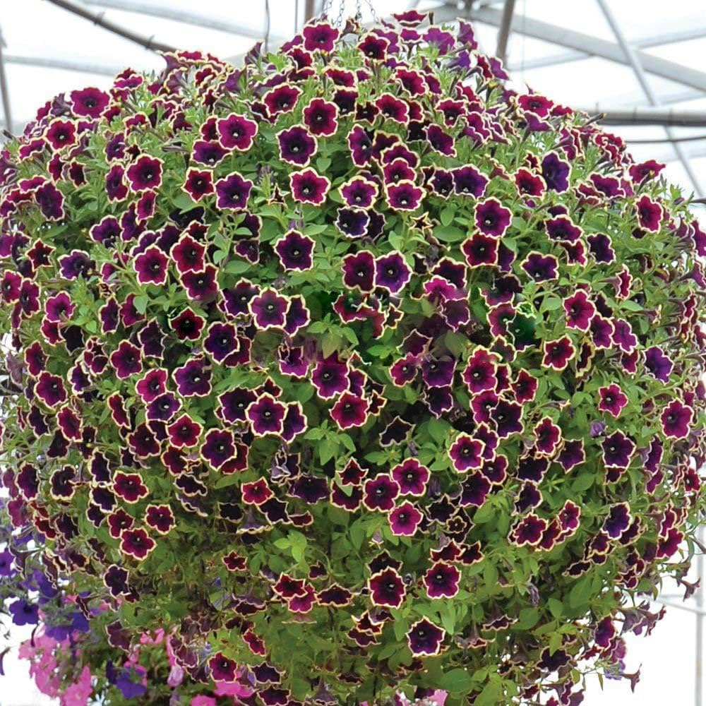 Heirloom Non-GMO Cascadia Flower Seeds for Planting – Colorful Ornamental Garden Blooms | High Germination