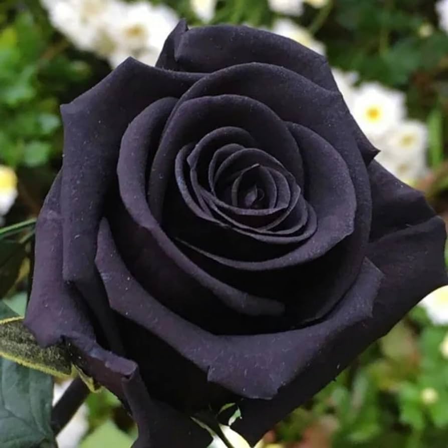 black rare flower seeds