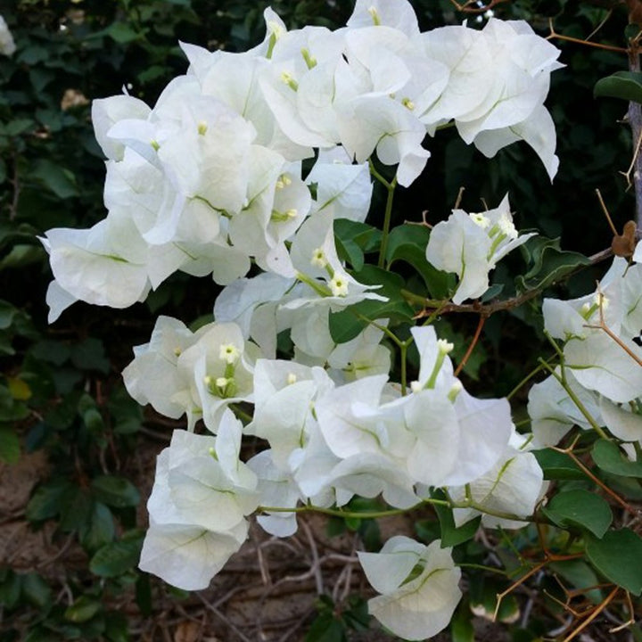 White Bougainvillea Flower Seeds for Planting – Heirloom and Non-GMO Garden Seeds
